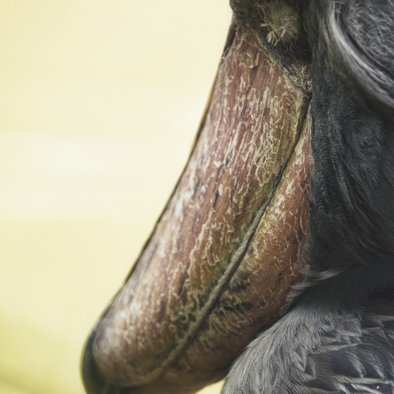 Shoebill stork — Uganda bird watching
