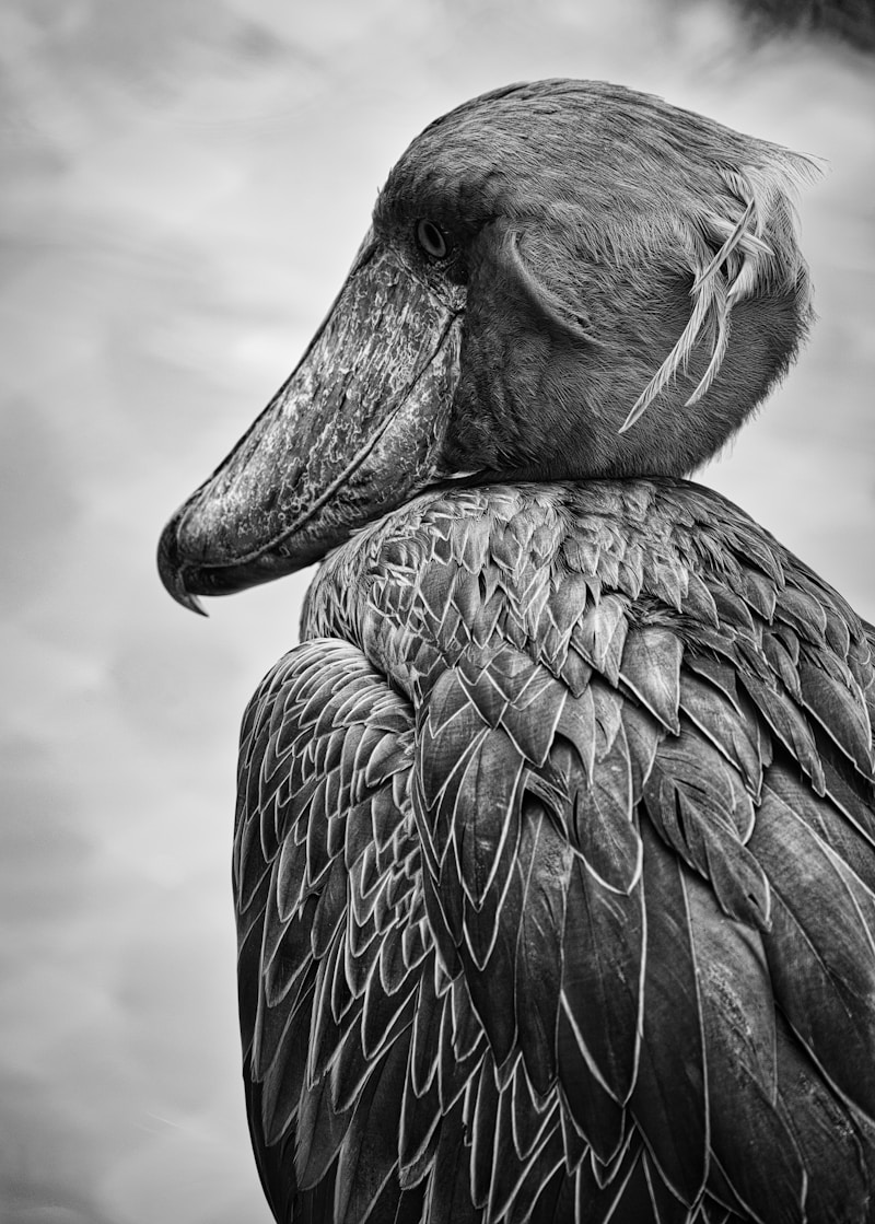 Shoebill stork — Uganda bird watching