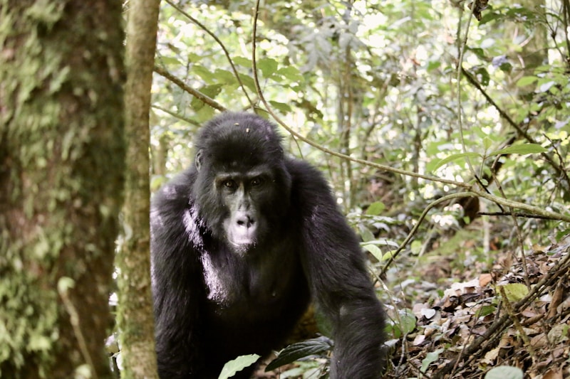 Mountain gorilla in Bwindi Forest, Uganda