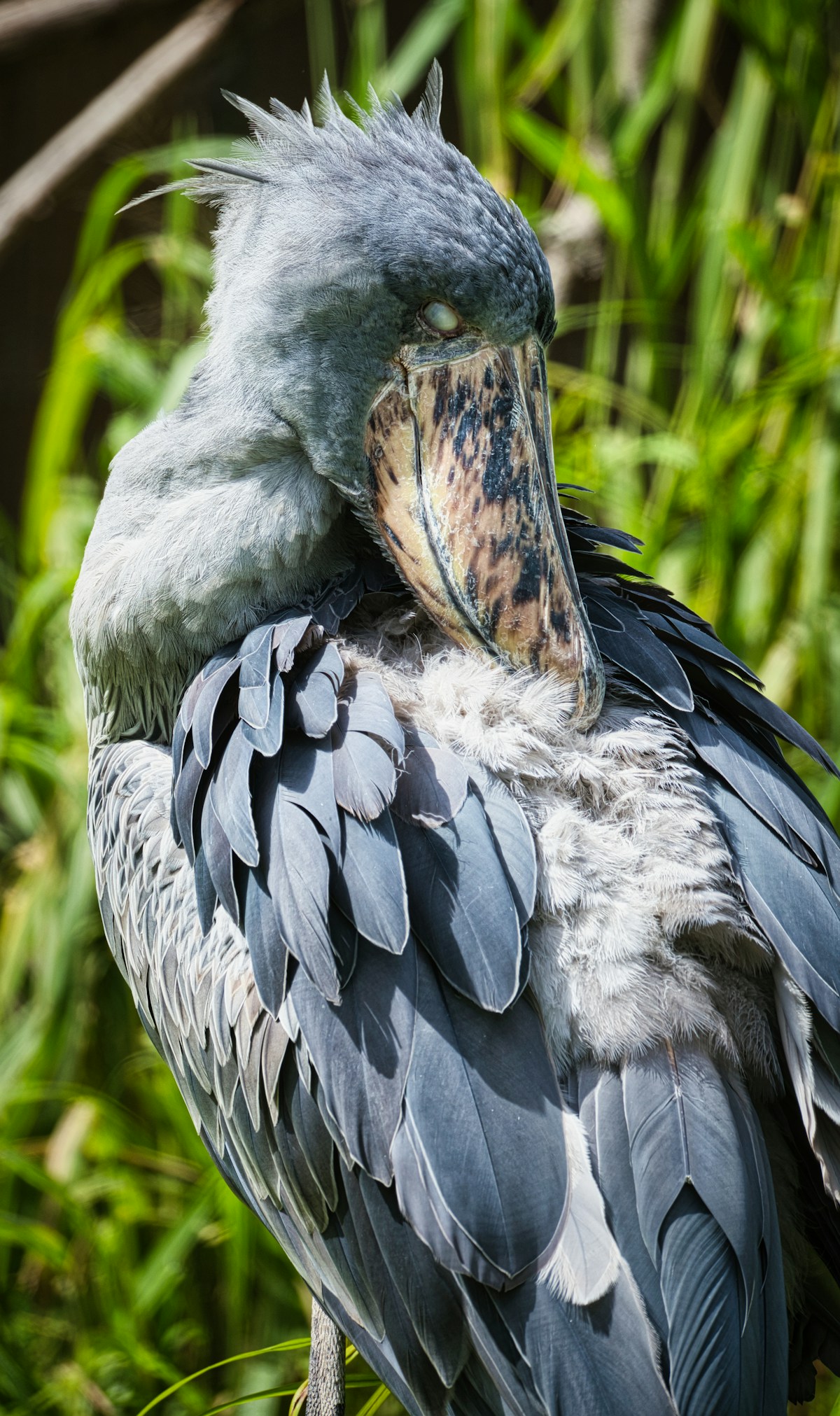 Shoebill stork — Uganda birding expedition