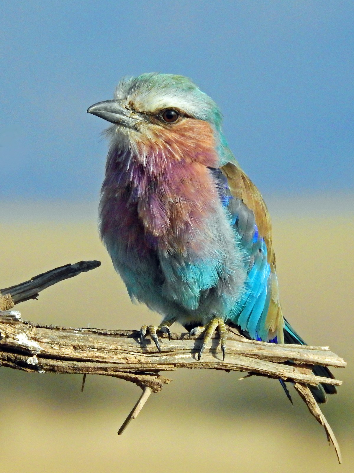 Lilac-breasted roller — Uganda bird watching