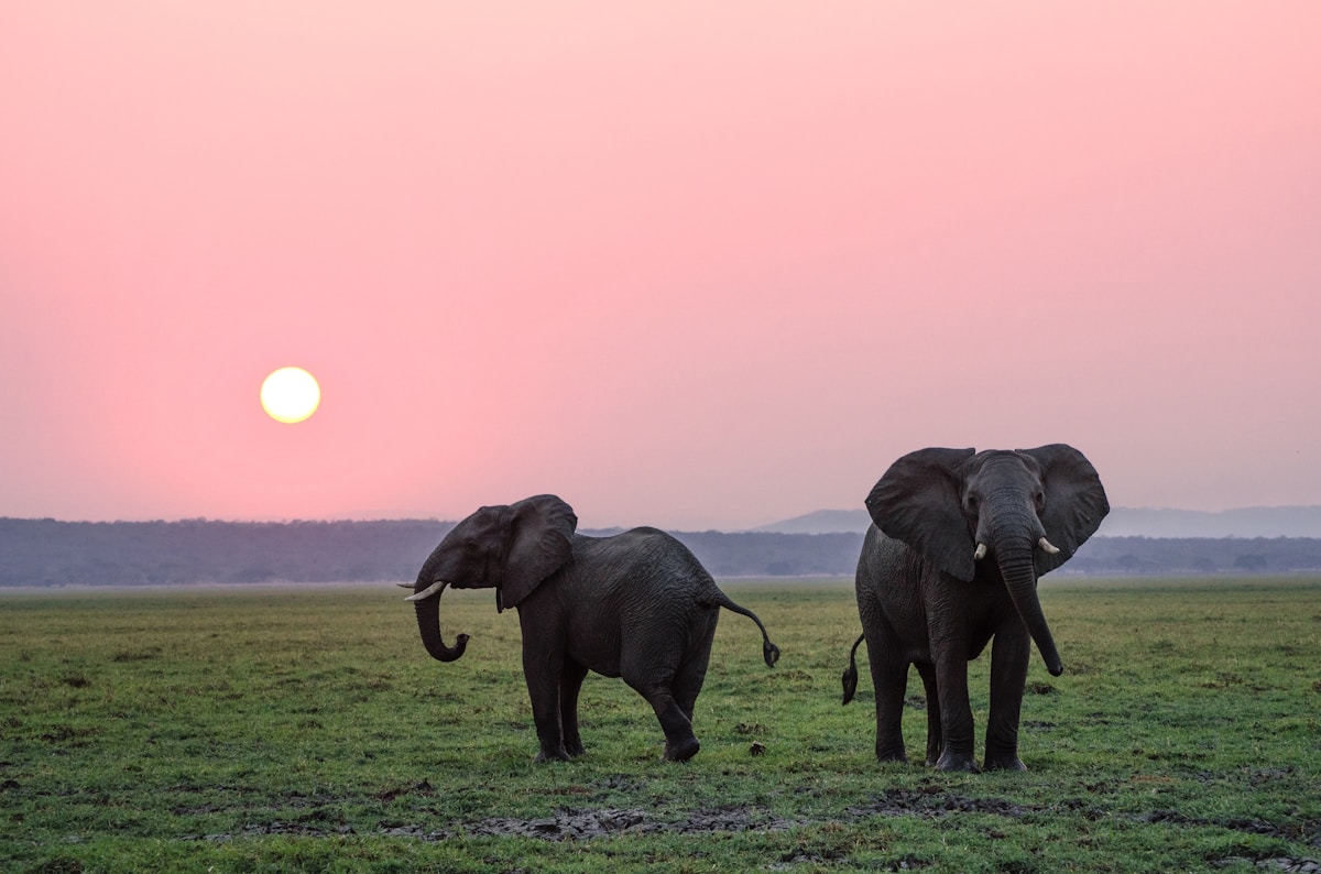 Elephants on an Uganda grand safari tour