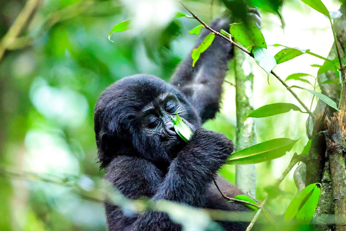 Mountain gorilla in Bwindi Impenetrable Forest